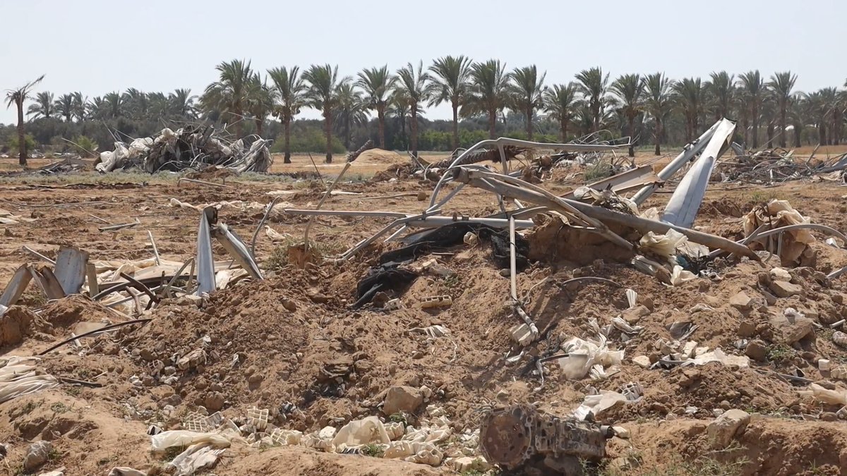 86% of Gaza’s farmland damaged as experts call for long-term recovery strategy