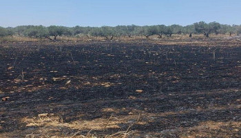 الصهاينة يحرقون 40 دونما مزروعة بالقمح في بلدة سبسطية قرب نابلس