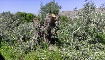 العدو الصهيوني يجرف أراضي الفلسطينيين بالساوية جنوبي نابلس