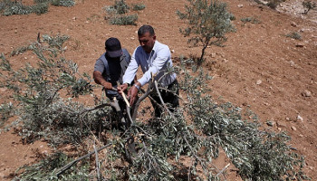 العدو يهدم منازل وآبارا في نابلس وسلواد ومستوطنون يدمرون مئات الأشجار بمسافر يطا
