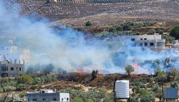 مستوطنون صهاينة يدمرون أراضي جنوبي نابلس ويقتلعون أشجار الزيتون