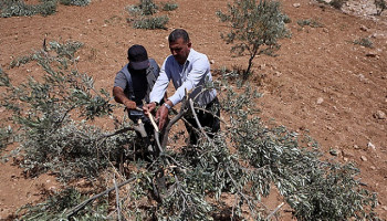 مستوطنون صهاينة يقطعون أشجار زيتون مُعمِّرة بالضفة المحتلة