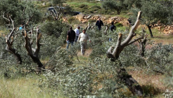 مستوطنون صهاينة يقتلعون أشجار زيتون جنوب غرب جنين