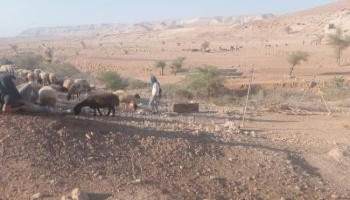 مستوطنون صهاينة يطلقون مواشيهم في أراضي شرق بيت لحم