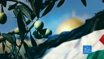 زيتون فلسطين الجذر العصي على الاقتلاع والتهجير