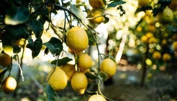 بعيدًا عن دورها في ترطيب الجسم.. لماذا يجب تناول الحمضيات؟