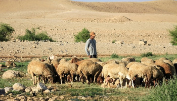 مستوطنون صهاينة يهاجمون عرب الكعابنة في أريحا وينهبون أغناماً