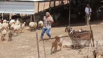 إصابة طفل واعتداءات متفرقة للمستوطنين الصهاينة في بيت لحم ونابلس