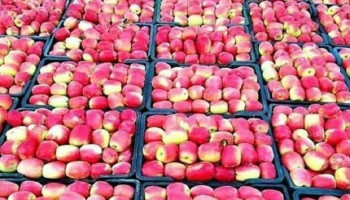 التفاح ودوره في خفض الكوليسترول: فاكهة بسيطة بفوائد صحية كبيرة
