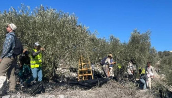 مستوطنون صهاينة يعتدون بالضرب على سيدتين أثناء قطف الزيتون شرق طولكرم