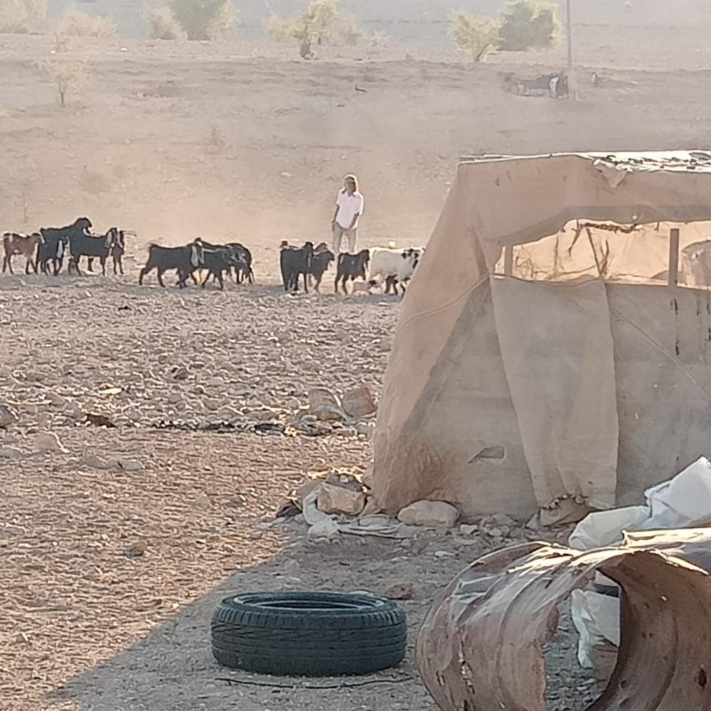 مستوطنون صهاينة يقتحمون قرية شلال العوجا شمال أريحا