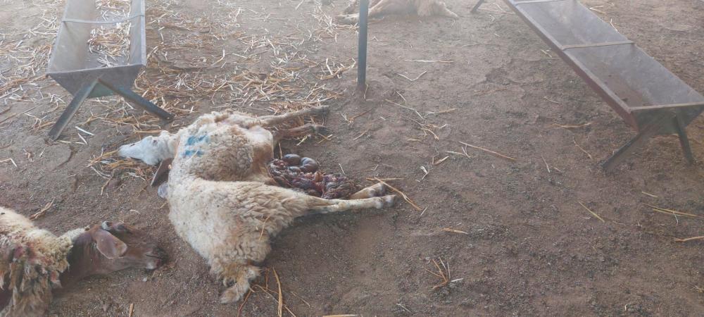 مستوطنون صهاينة يُسمّمون أغنامًا في تجمع شلال العوجا بأريحا