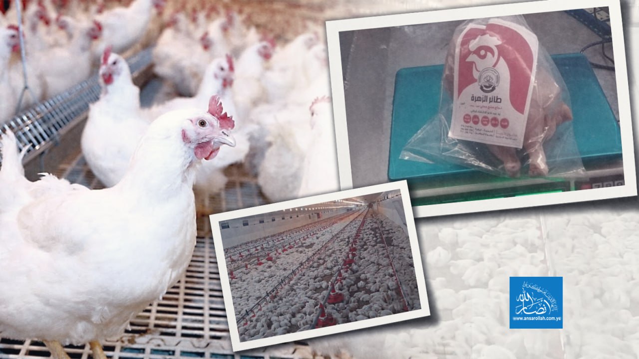 قطاع الدواجن في اليمن: من فكّ الارتباط الاستيرادي إلى الاكتفاء الذاتي الكامل