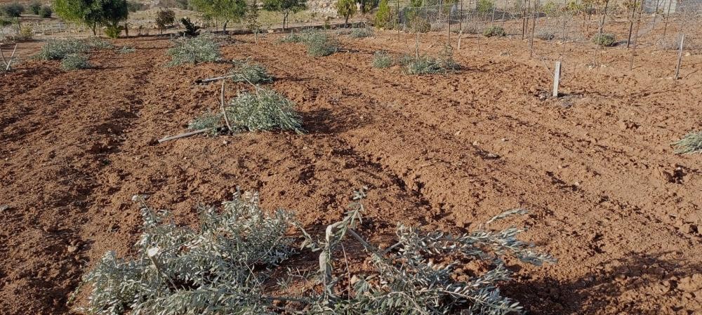 العدو الصهيوني يقتلع عشرات الأشجار المثمرة في نابلس