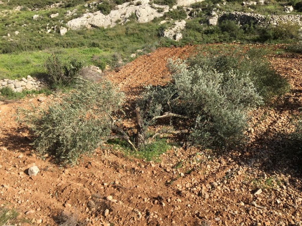 العدو يجرف ويقتلع مئات أشجار الزيتون في بلدة زبوبا غرب جنين