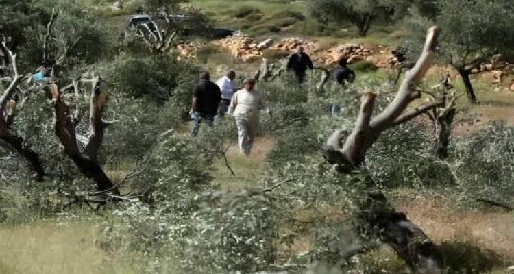 مستوطنون صهاينة يسرقون ثمار الزيتون ويكسرون أشجارًا في قرية المغير برام الله