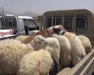 قافلة من ابناء صرواح